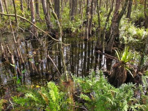 The Great Green Swamp feeds the Hillsborough River