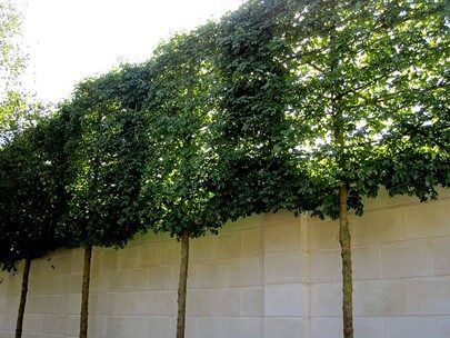 Sound wall with trees