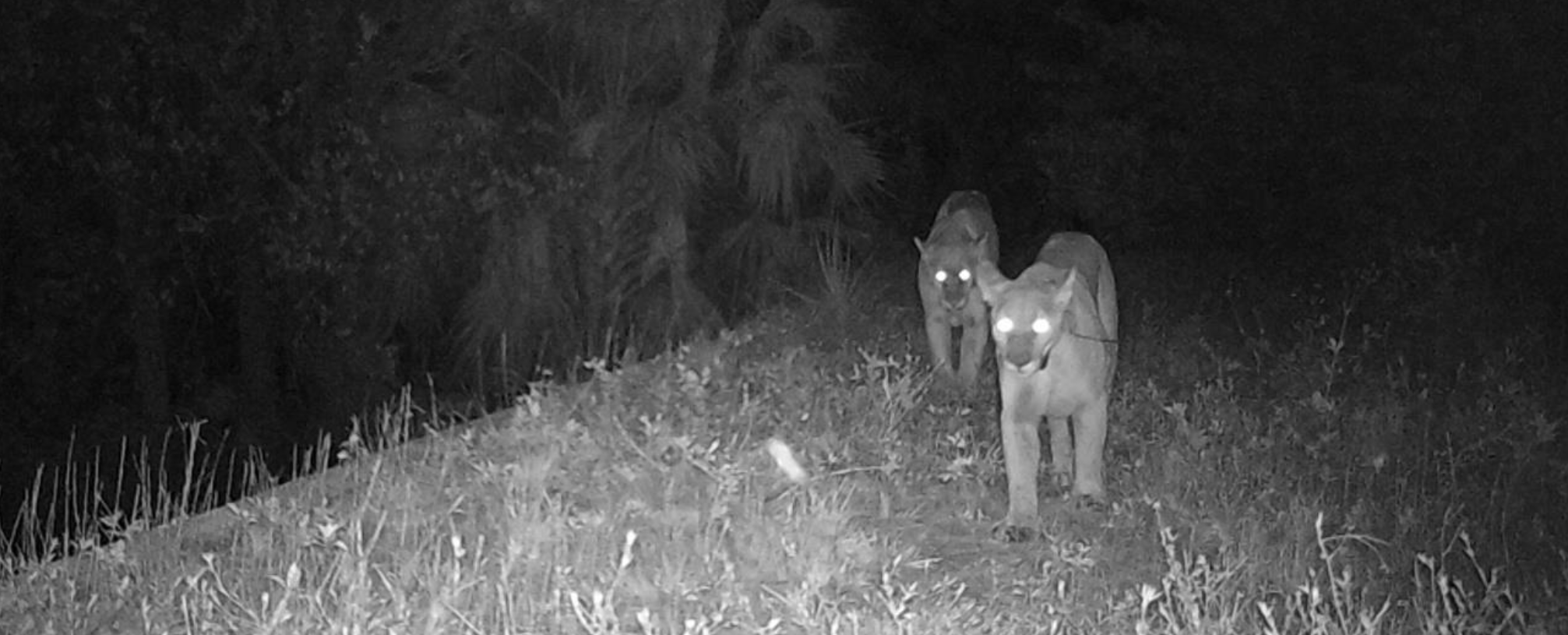 florida panthers at wildlife crossing visible under night vision